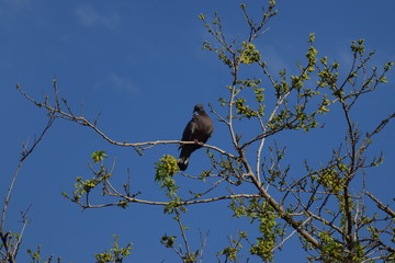 bird on branch