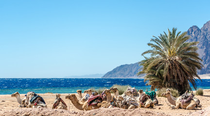 Fototapeta na wymiar landscape with a caravan lying camels in Egypt Dahab South Sinai
