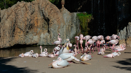 VALENCIA, SPAIN - FEBRUARY 26 : Pink Backed Pelicans and Flamingos at the Bioparc in Valencia Spain...