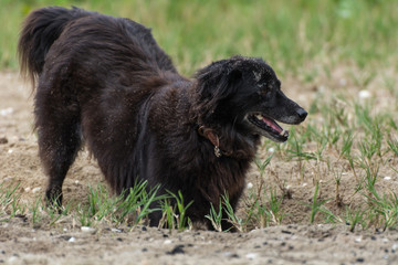 Fototapeta premium Black dog playing with sand on the beach.