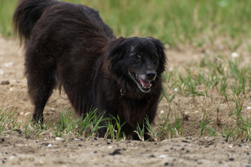 Black dog playing with sand on the beach.