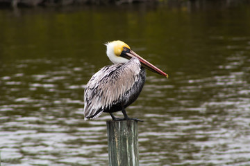 Solitary Pelican Resting on a Dock Pylon in the Banana River near Cocoa Beach, Florida