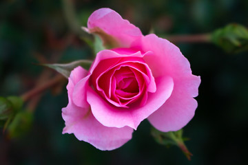 A pink colored rose in the garden