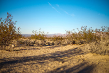 Ground level view of desert sand  © Alexis