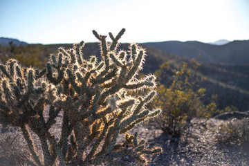 Illuminated prickly desert brush 