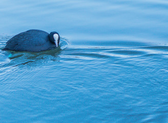  Łyska zwyczajna Fulica atra Eurasian Coot kaczka, duck, ande, krajobraz jezioro landscape lake  © Dreamnordno