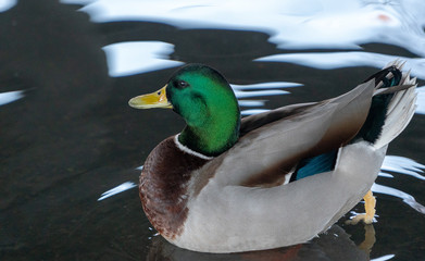 Duck kaczka krajobraz jezioro landscape lake © Dreamnordno