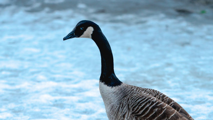 Gęś Goose Bernikla kanadyjska północna Branta canadensis, krajobraz jezioro landscape lake - obrazy, fototapety, plakaty