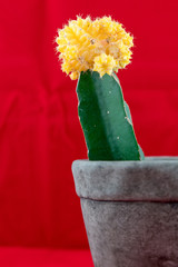 Kaktus cactus kwiat blåmster flower macro makro gymnocalycium