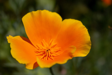 A closeup of a golden poppy bloom