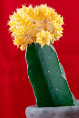 Kaktus cactus kwiat blåmster flower macro makro gymnocalycium - obrazy, fototapety, plakaty