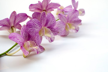 purple orchid family orchidaceae on white background.