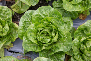 lechuga francesa