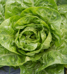 Obraz premium lechuga
