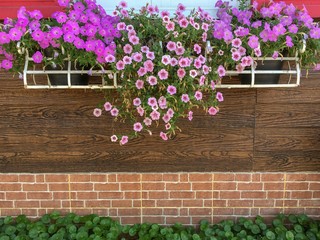 flowers on the wall of the house