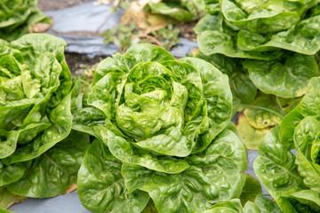 lechuga plantada
