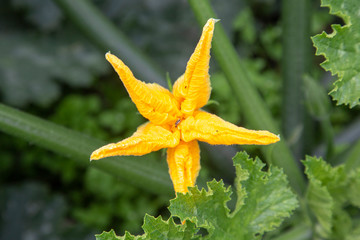 flor de calabaza