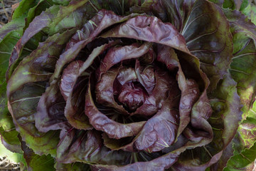 Obraz premium lechuga romana roja