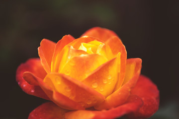 A warm gradient colored rose bloom in bokeh