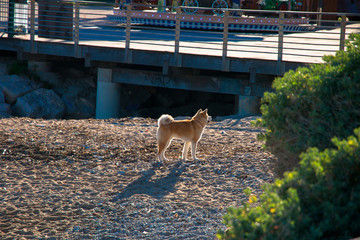Chien Shiba