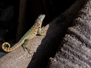 Small lizard nature sunny day tree roots black background