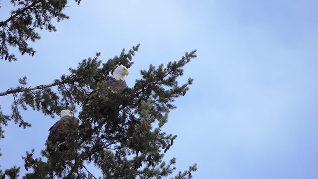 Two Bald Eagles perched high in tree with blue sky