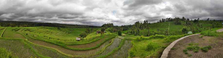 Fototapeta na wymiar Jatiluwih rice terraces in Tabanan, Bali, Indonesia.