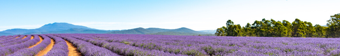 Naklejka na ściany i meble Lavender Farm Tasmania Australia Landscape 