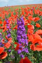 poppy flower