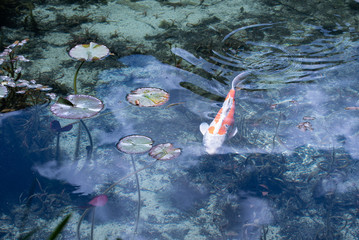 Fish in the clear pond. Gifu, Japan