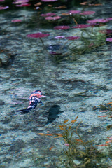 The colorful fish swims in the clear water. It looks like it's floating in the air. Gifu, Japan