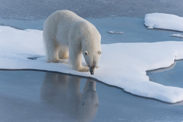 Polar Bear admiring his reflection in the ice © James Stone