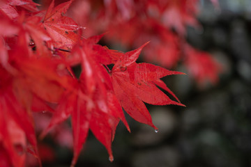 Red and wet autumn leaves in rainy day