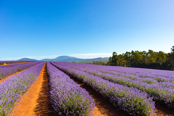 Plakat Lavender Farm Tasmania Australia Landscape 