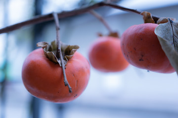 Persimmons are ripe in the cold winter. Gifu, Japan