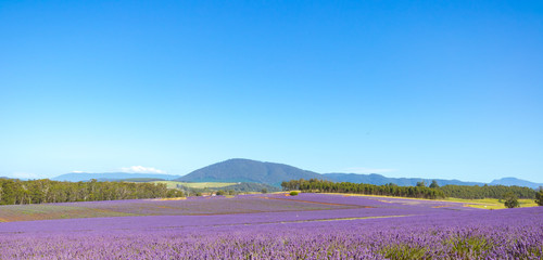 Tasmania lavender farm mountain Australia
