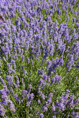Obraz premium Close up lavender plants bees Tasmania Australia