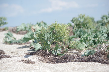 plant in desert
