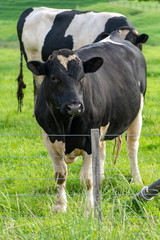 Cow standing behind fence