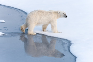 Obraz na płótnie Canvas Polar bear stepping off thin ice onto snow