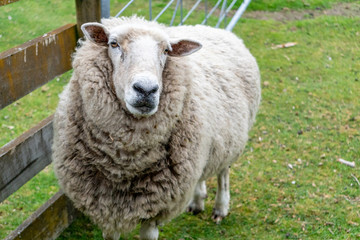Obraz premium Sheep in farm