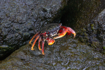 A Mangrove Root Crab (Goniopsis cruentata) sitting on a rock along the Riverwalk at Flagler Park in downtown Stuart, Florida, USA