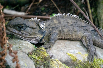 Resting tuatara reptile