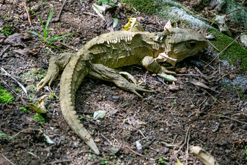 Sunbathing tuatara reptile