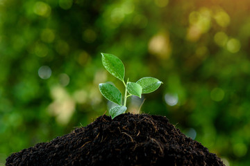 Young seedling grow on a black soil