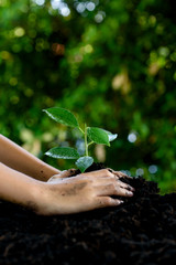 Little child hands take care and plant young seedling on a black soil. Earth day concept.