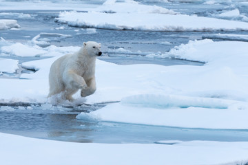 Obraz na płótnie Canvas POlar Bear jumping a gap in the sea ice