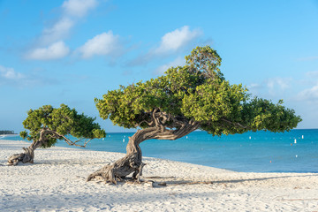 Divi Divi tree on the island of Aruba. Netherlands Antilles