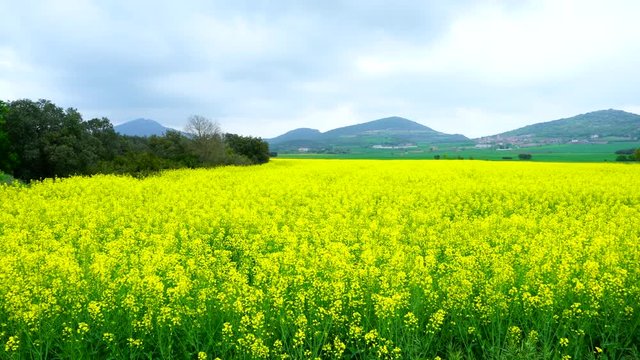 COLZA - RAPESEED (Brasica napus) also know as rape, Vilanova de la Sal, Sierra del Montsec, Lleida, Catalonia, Spain, Europe
