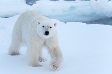 Fototapeta na wymiar Polar Bear on sea ice walking towards the camera